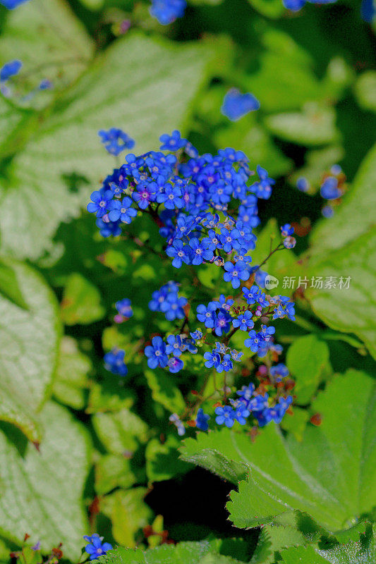 大叶褐花/西伯利亚褐花/大叶褐花/假勿忘我